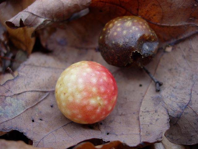 Cynips quercusfolii ...